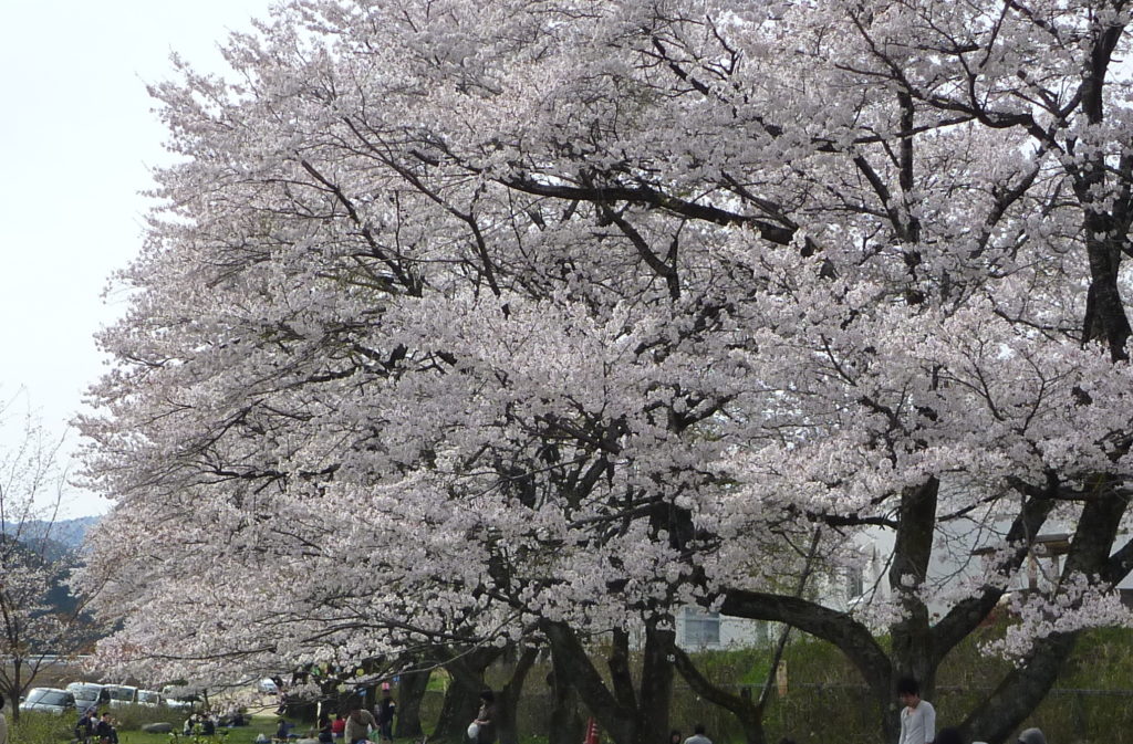 お花見 ドライブやお散歩でも楽しめる広島県安芸太田町の桜スポット8選 あきおおたから
