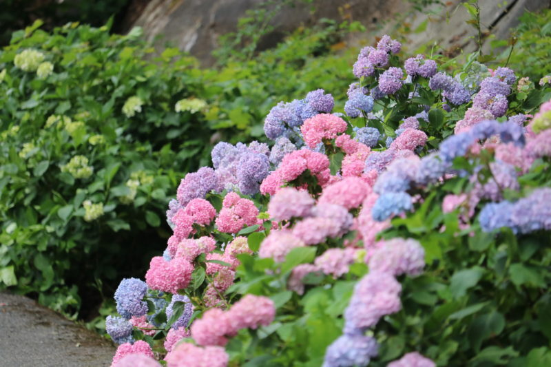 あじさいです 標高800mの深入山の麓にある『あじさいロード』 | あきおおたから