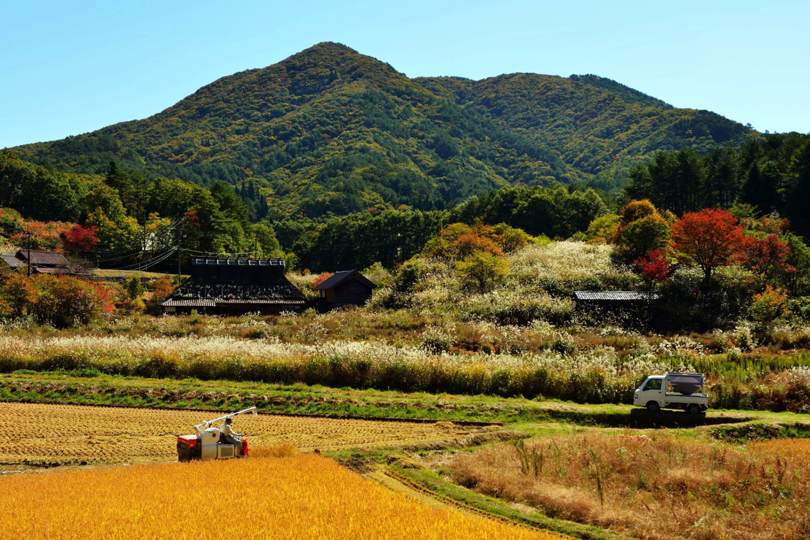 里山稲刈り風景（2019年9月～11月下旬）