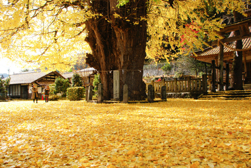 つつがの大銀杏