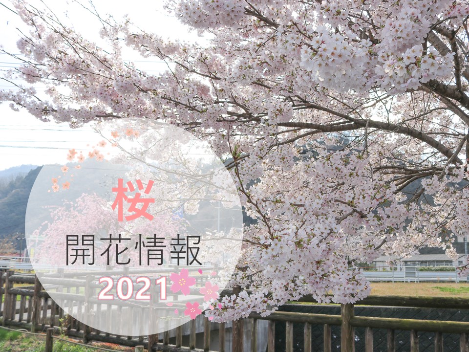 最新】各スポットの桜の開花情報と見頃について | あきおおたから