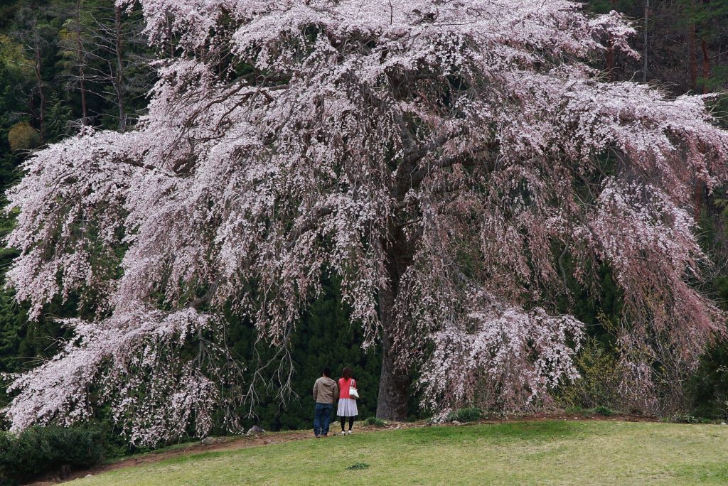 与一野のしだれ桜 地域の方が守り続ける雄大な１本の桜 広島県屈指の絶景お花見スポット あきおおたから