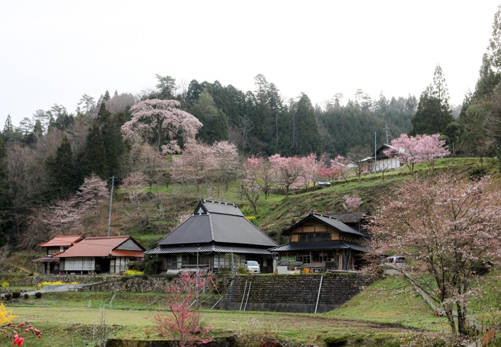 与一野のしだれ桜 地域の方が守り続ける雄大な１本の桜 広島県屈指の絶景お花見スポット あきおおたから