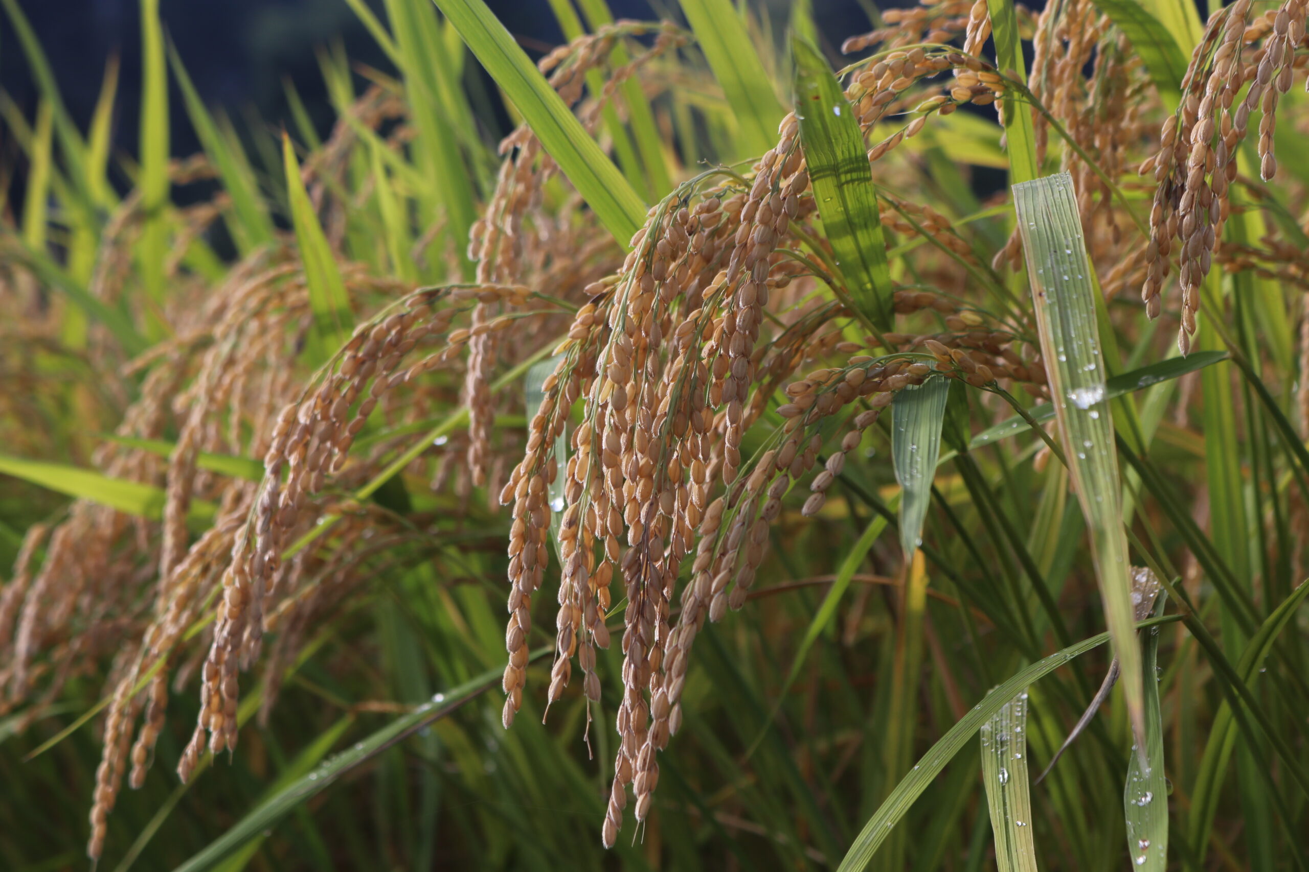 稲穂：9月