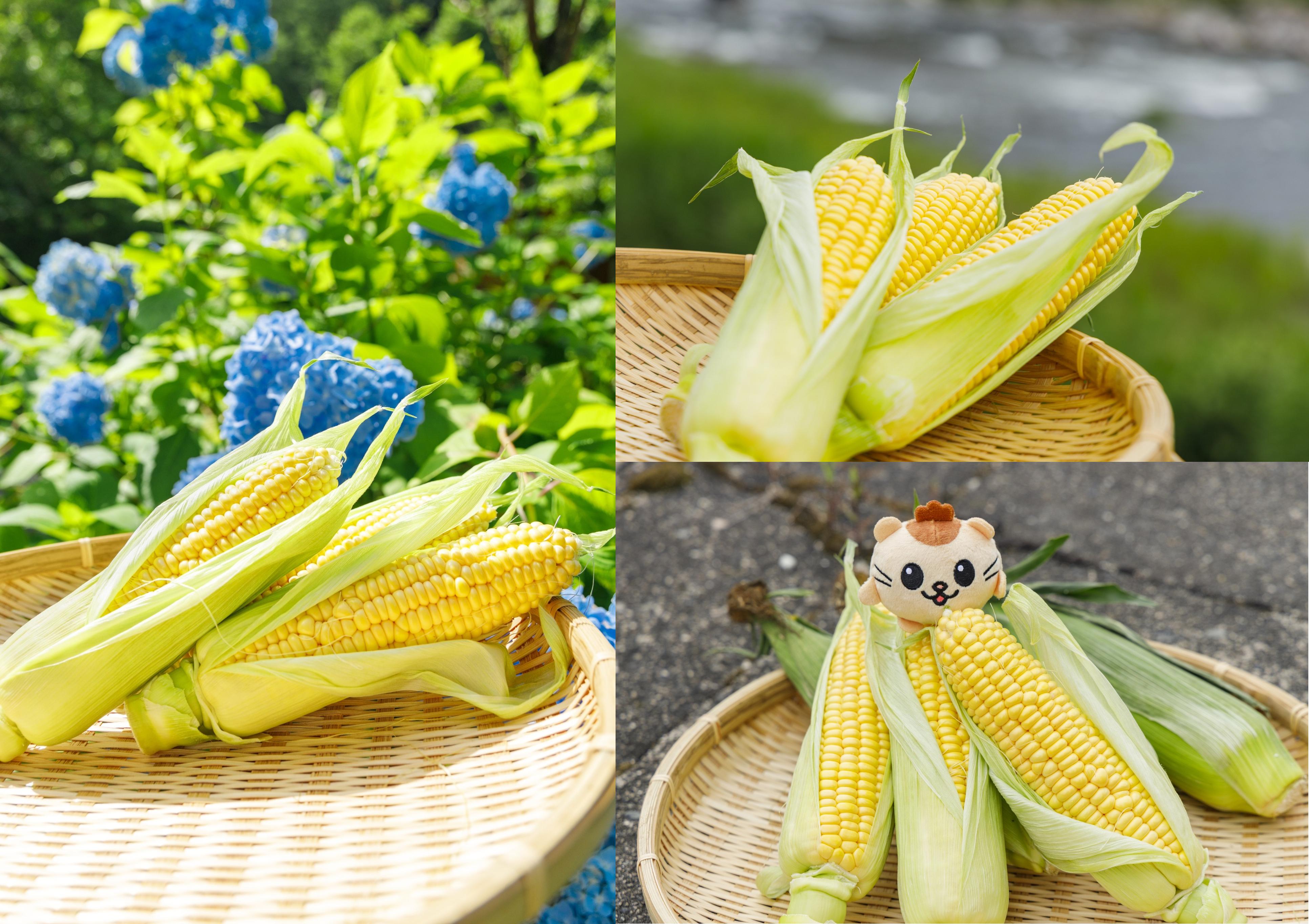寿山石田黄石多子多福トウモロコシ工芸品 combined_corn_images_v2.jpg