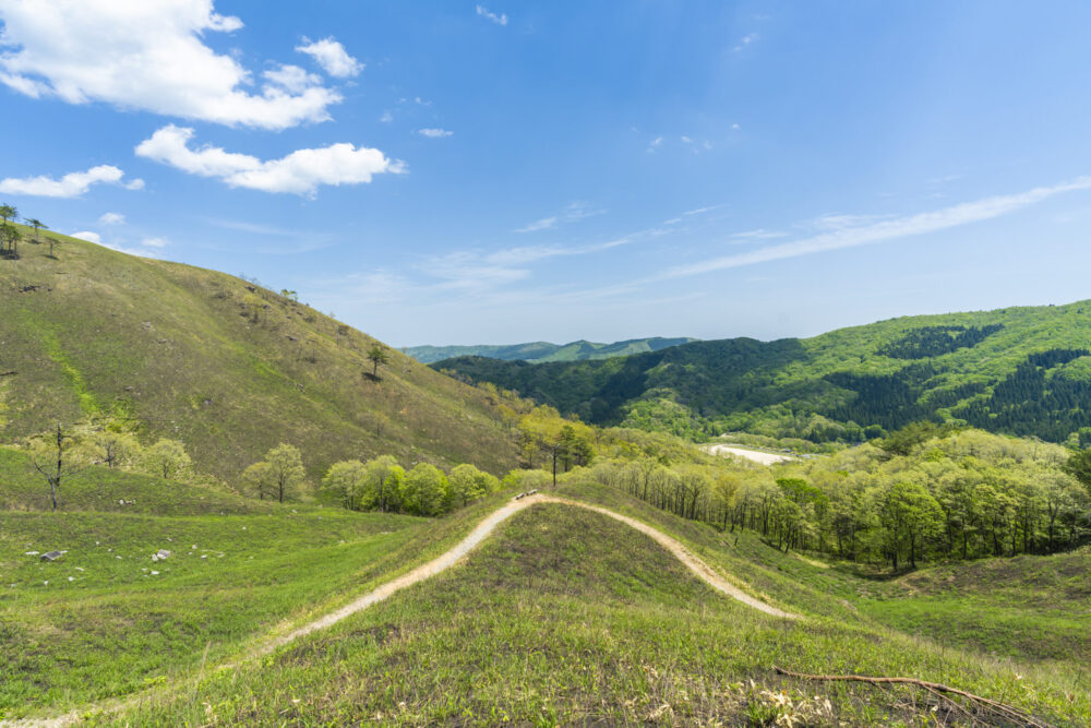 新緑2（4月中旬頃）