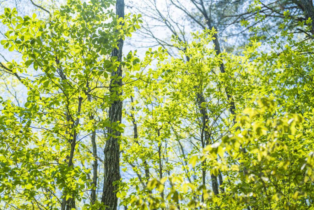 新緑（4月中旬）