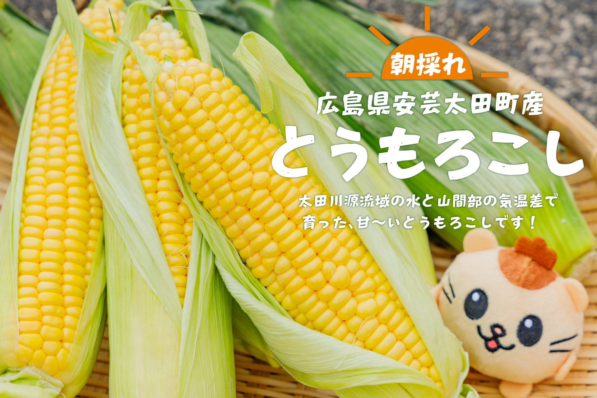 朝採れとうもろこし5月中旬～6月頭スタート