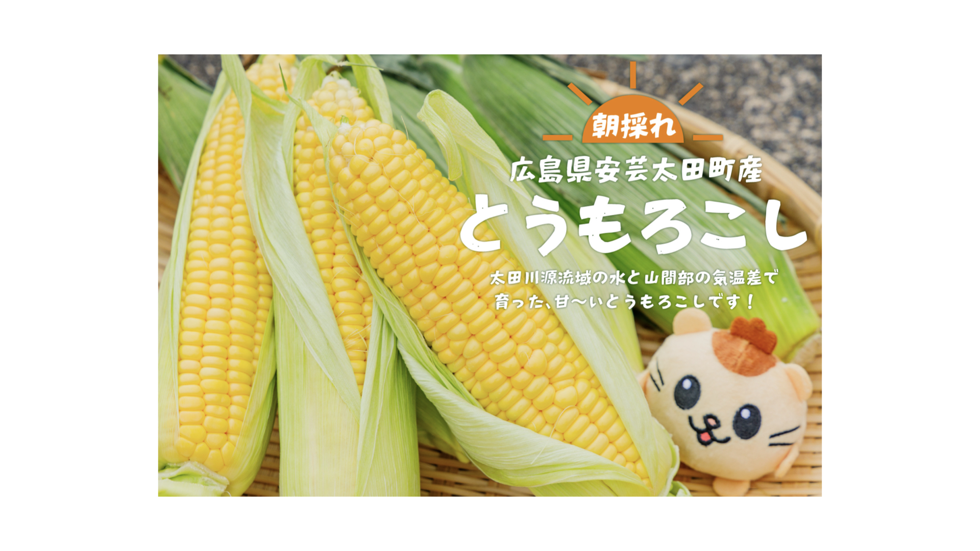 朝採れとうもろこし5月中旬～6月頭スタート
